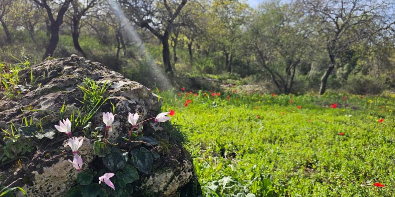 שמורת אלונים: יער אלוני התבור בלב הגליל התחתון המערבי