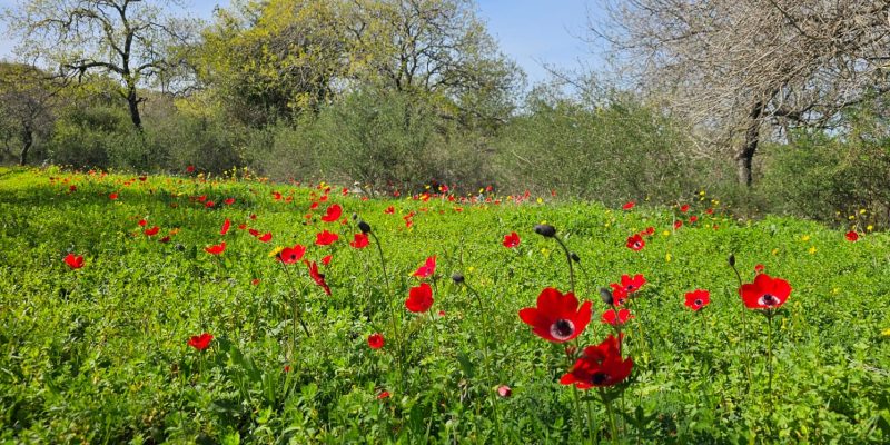 שמורת אלונים: יער אלוני התבור בלב הגליל התחתון המערבי