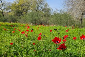 שמורת אלונים: יער אלוני התבור בלב הגליל התחתון המערבי
