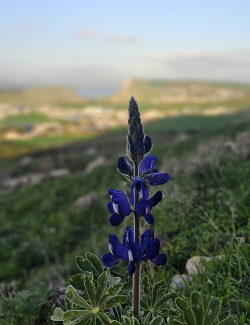 גן לאומי קרני חיטין
