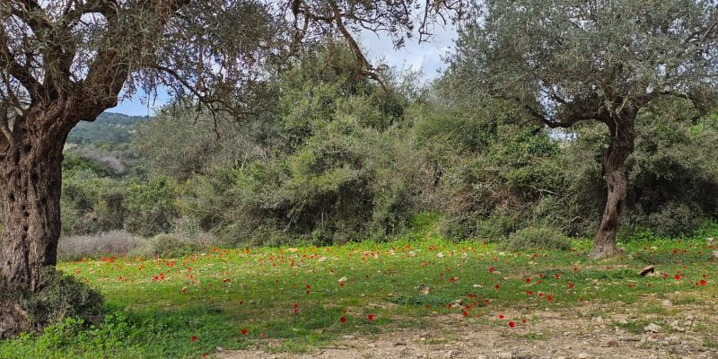 השביל האדום המוביל אל חרבת כרך ונחל רקפת