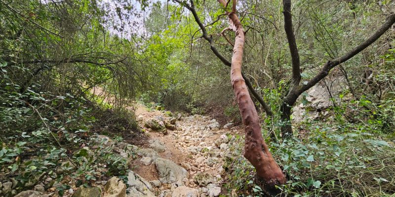 השביל האדום המוביל אל חרבת כרך ונחל רקפת