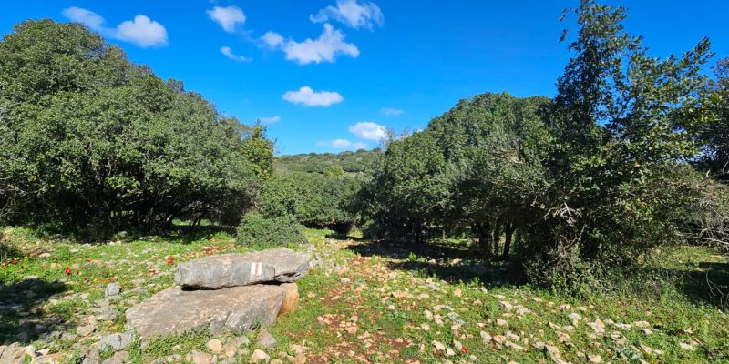 מסלול נחל כרך רקפת