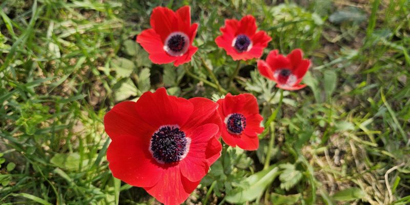 עין אלון בפארק הכרמל