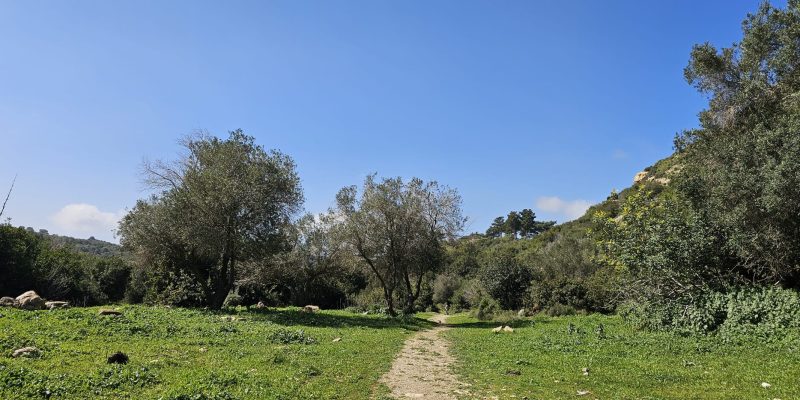 עין אלון בפארק הכרמל