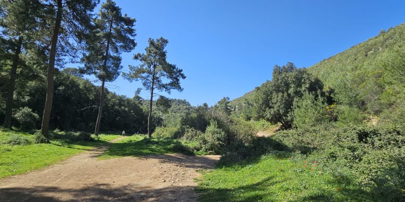 עין אלון בפארק הכרמל