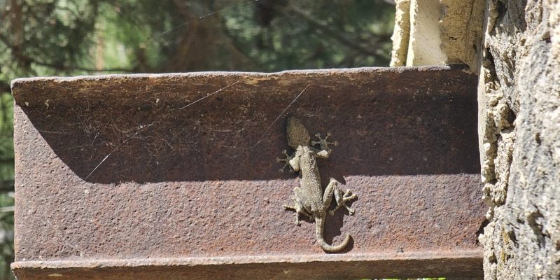 עין אלון בפארק הכרמל