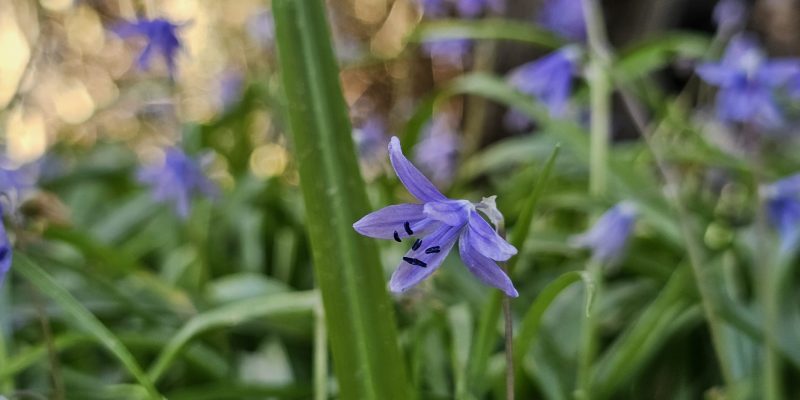 עין אלון בפארק הכרמל