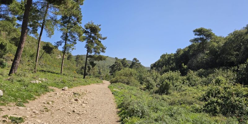 עין אלון בפארק הכרמל