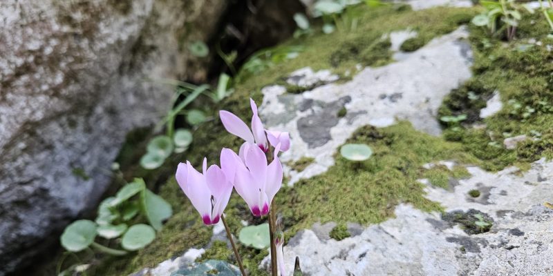עין אלון בפארק הכרמל