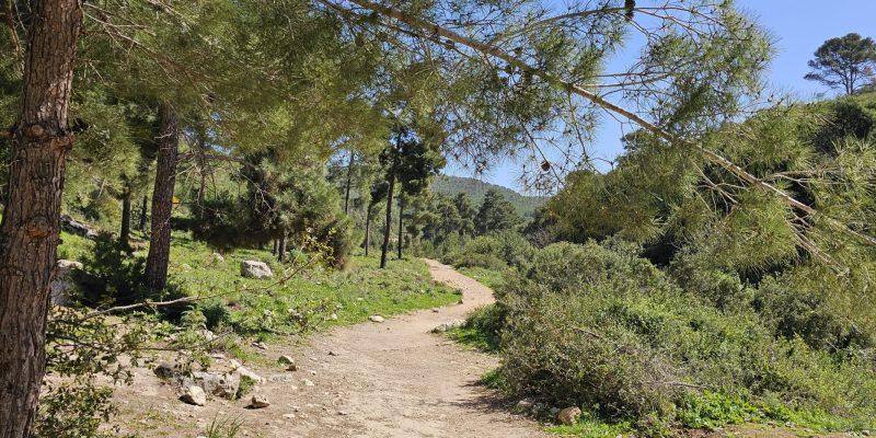 עין אלון בפארק הכרמל