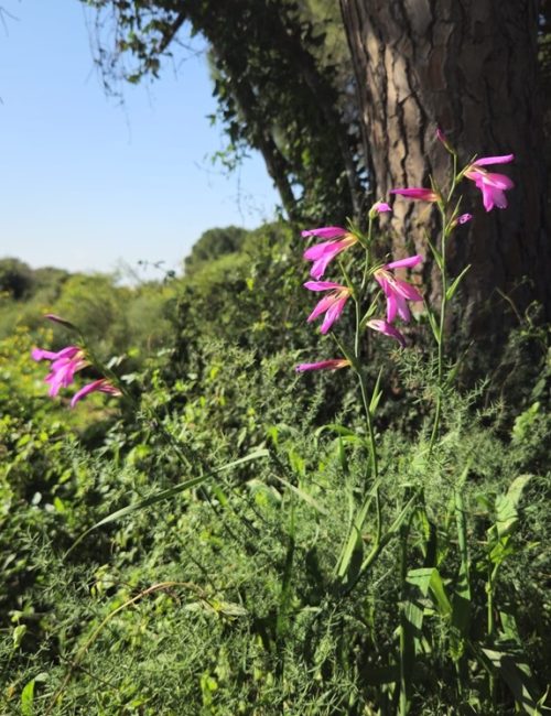 באדיבות רמת הנדיב