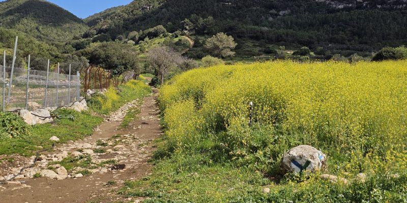 נחל חיק אל מחצבות קדומים פארק הכרמל