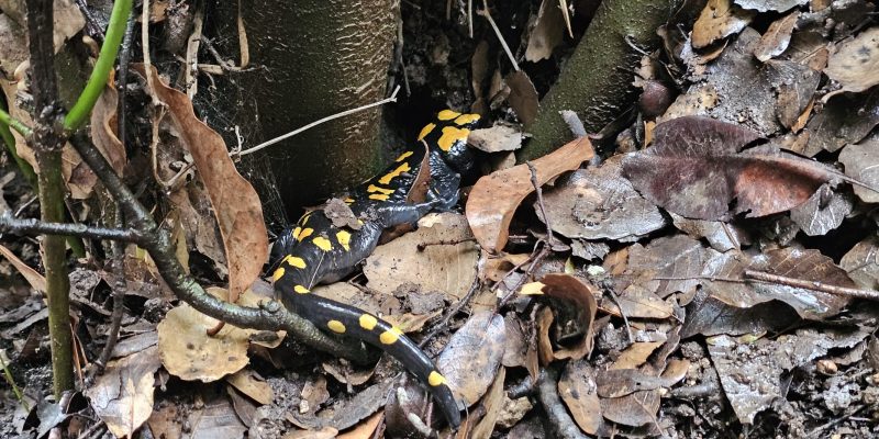 נחל חיק אל מחצבות קדומים פארק הכרמל