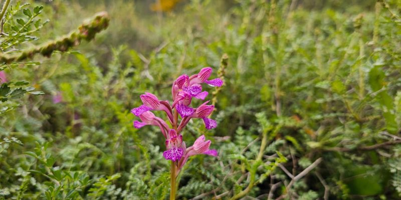 נחל חיק אל מחצבות קדומים פארק הכרמל