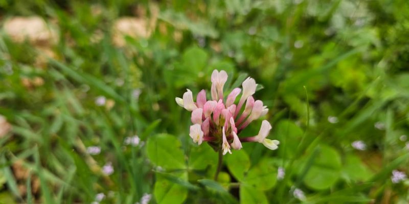 מסלול מעגלי משפחתי ביער עופר