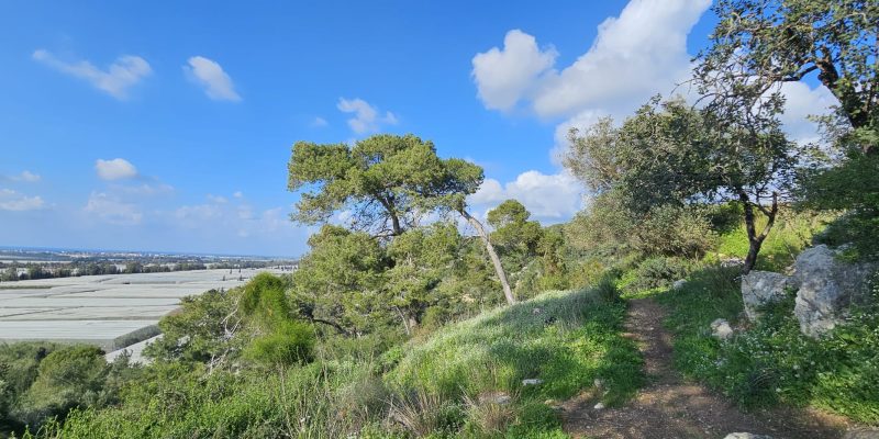 מסלול מעגלי משפחתי ביער עופר