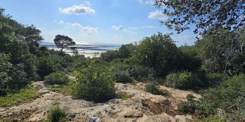 מסלול מעגלי משפחתי ביער עופר