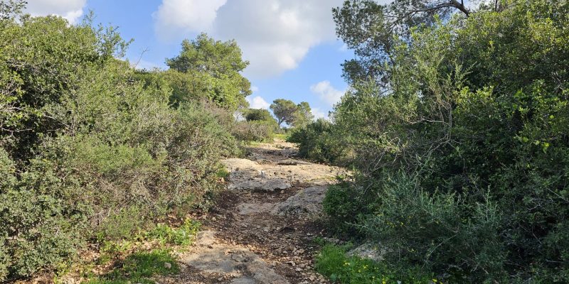 מסלול מעגלי משפחתי ביער עופר