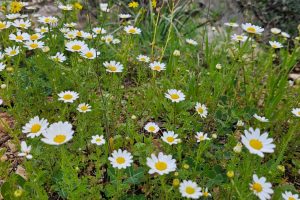 מסלול מעגלי משפחתי ביער עופר