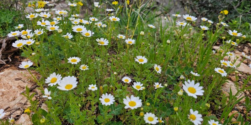 מסלול מעגלי משפחתי ביער עופר