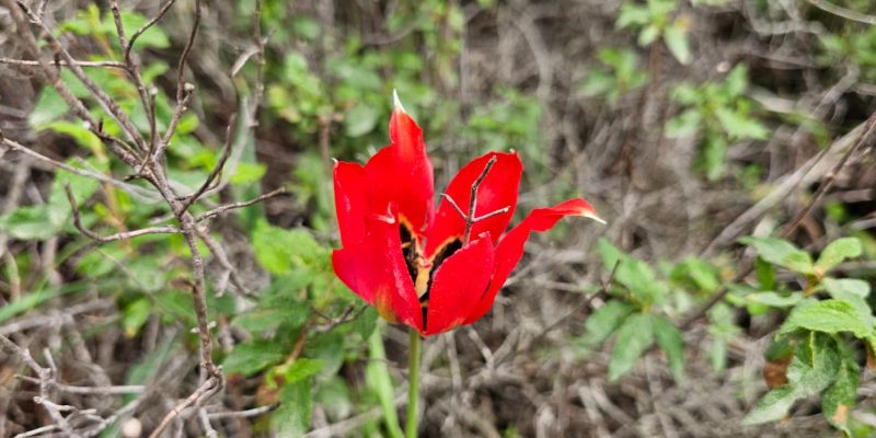 מסלול מעגלי משפחתי ביער עופר