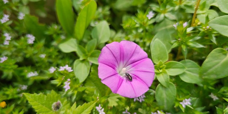 מסלול מעגלי משפחתי ביער עופר