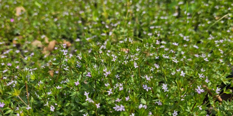 מסלול מעגלי משפחתי ביער עופר