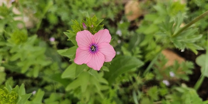 מסלול מעגלי משפחתי ביער עופר
