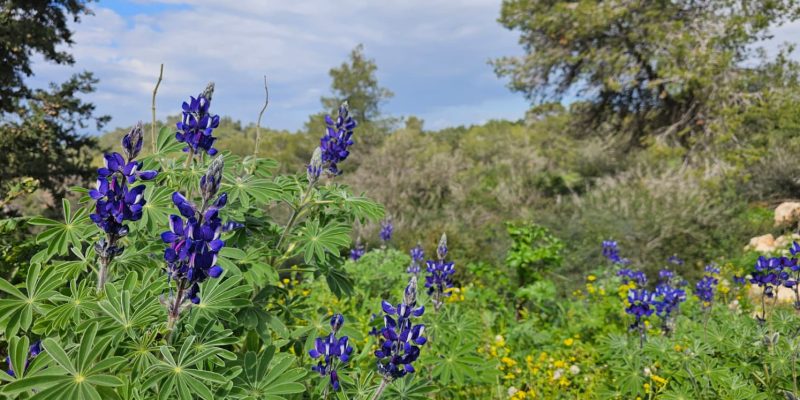 מסלול מעגלי משפחתי ביער עופר