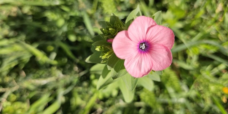 מסלול טיול בין מושב עופר לבת שלמה: יער אלונים, פריחה ונוף