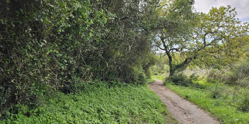 מסלול טיול בין מושב עופר לבת שלמה: יער אלונים, פריחה ונוף