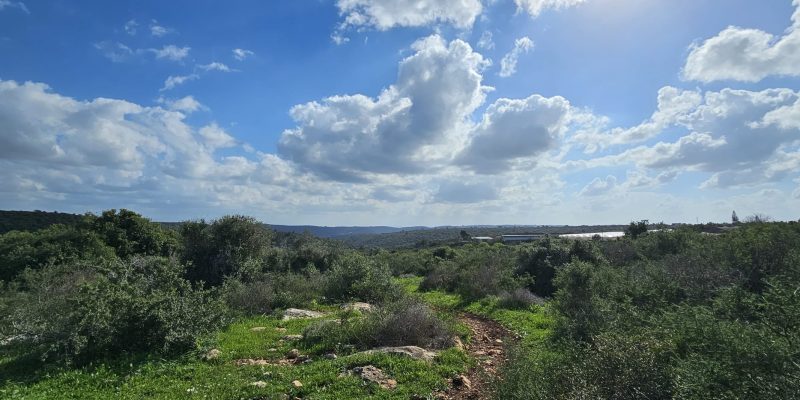 מסלול טיול בין מושב עופר לבת שלמה: יער אלונים, פריחה ונוף