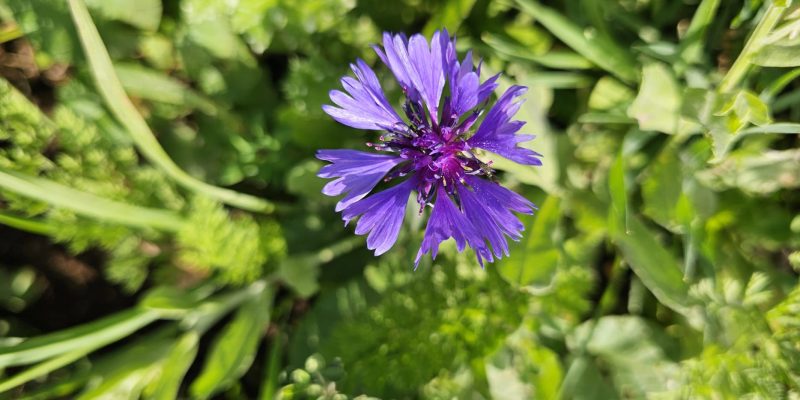 מסלול טיול בין מושב עופר לבת שלמה: יער אלונים, פריחה ונוף