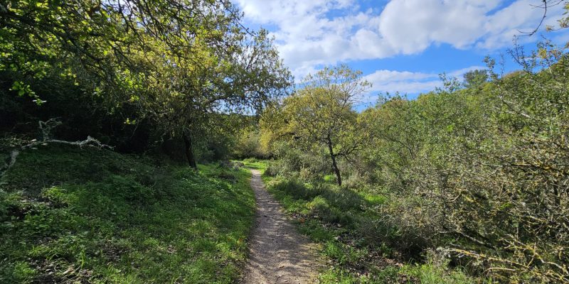 מסלול טיול בין מושב עופר לבת שלמה: יער אלונים, פריחה ונוף