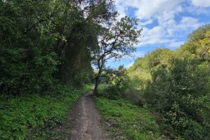 מסלול טיול בין מושב עופר לבת שלמה: יער אלונים, פריחה ונוף