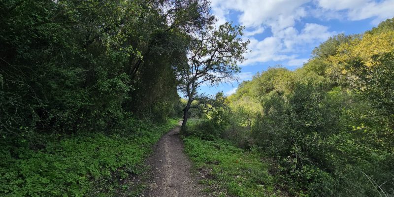 מסלול טיול בין מושב עופר לבת שלמה: יער אלונים, פריחה ונוף