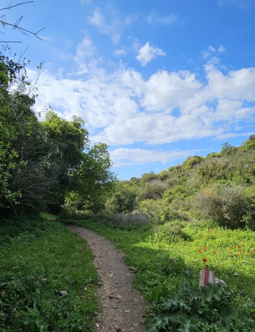 מסלול טיול בין מושב עופר לבת שלמה: יער אלונים, פריחה ונוף