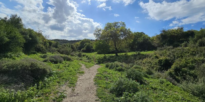 מסלול טיול בין מושב עופר לבת שלמה: יער אלונים, פריחה ונוף