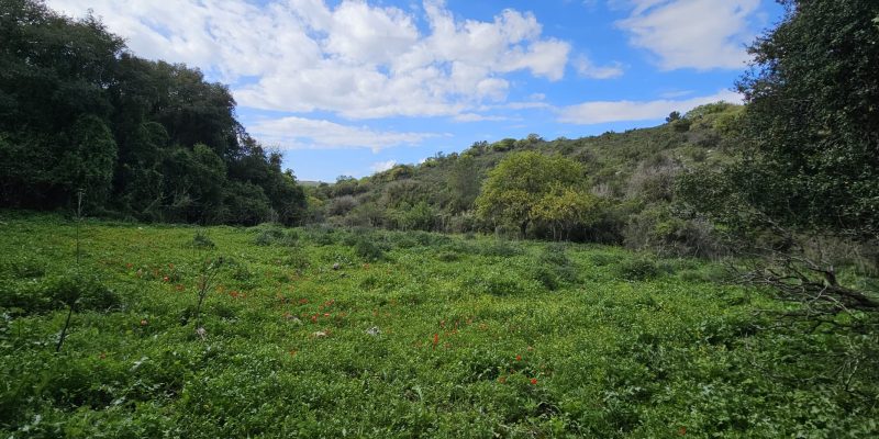 מסלול טיול בין מושב עופר לבת שלמה: יער אלונים, פריחה ונוף
