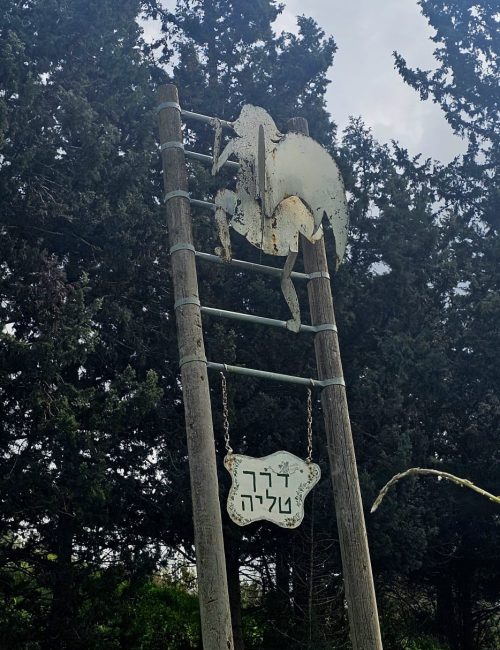 מסלול טיול בין מושב עופר לבת שלמה: יער אלונים, פריחה ונוף