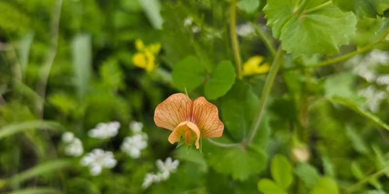 מסלול טיול בין מושב עופר לבת שלמה: יער אלונים, פריחה ונוף