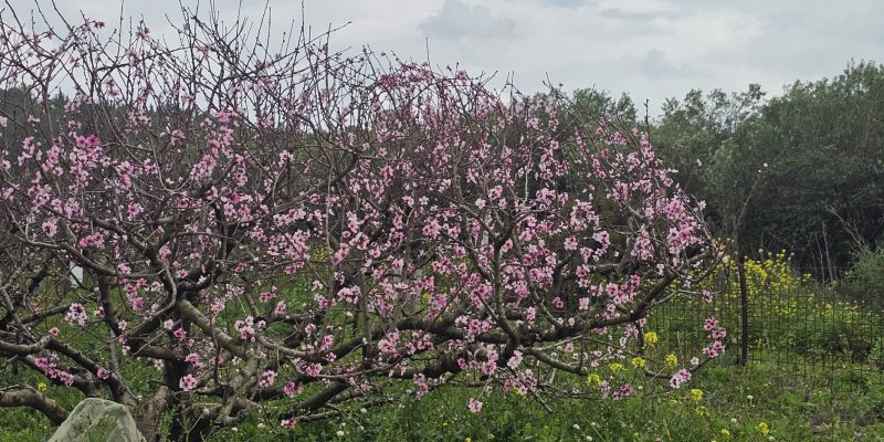מסלול טיול בין מושב עופר לבת שלמה: יער אלונים, פריחה ונוף
