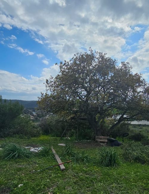 מסלול טיול בין מושב עופר לבת שלמה: יער אלונים, פריחה ונוף