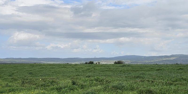 מסלול טיול בין מושב עופר לבת שלמה: יער אלונים, פריחה ונוף