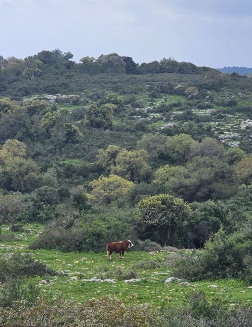 מסלול טיול בין מושב עופר לבת שלמה: יער אלונים, פריחה ונוף