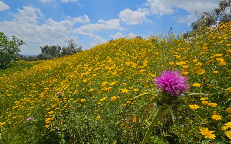 באדיבות רמת הנדיב צילום: אופיר מורדוב