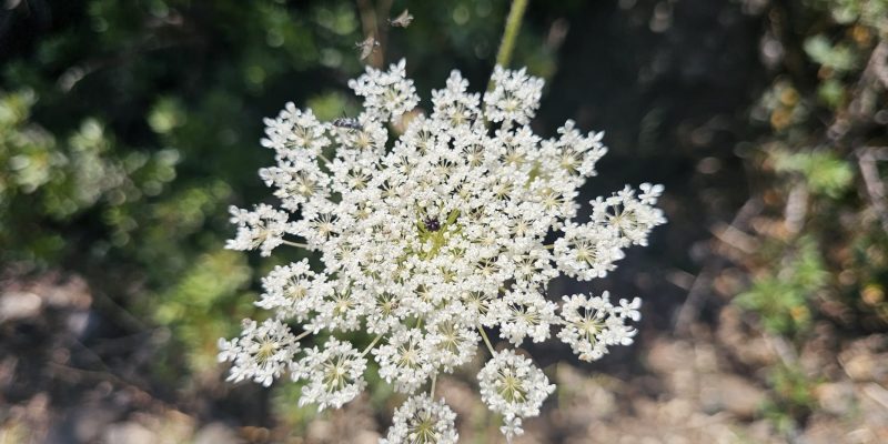מקטע 8 שביל ישראל מפוריה לחצר כנרת