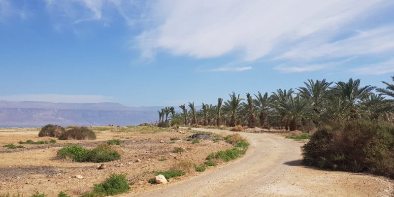 פסטיבל החקלאות במגילות ים המלח