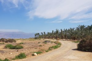 פסטיבל החקלאות במגילות ים המלח